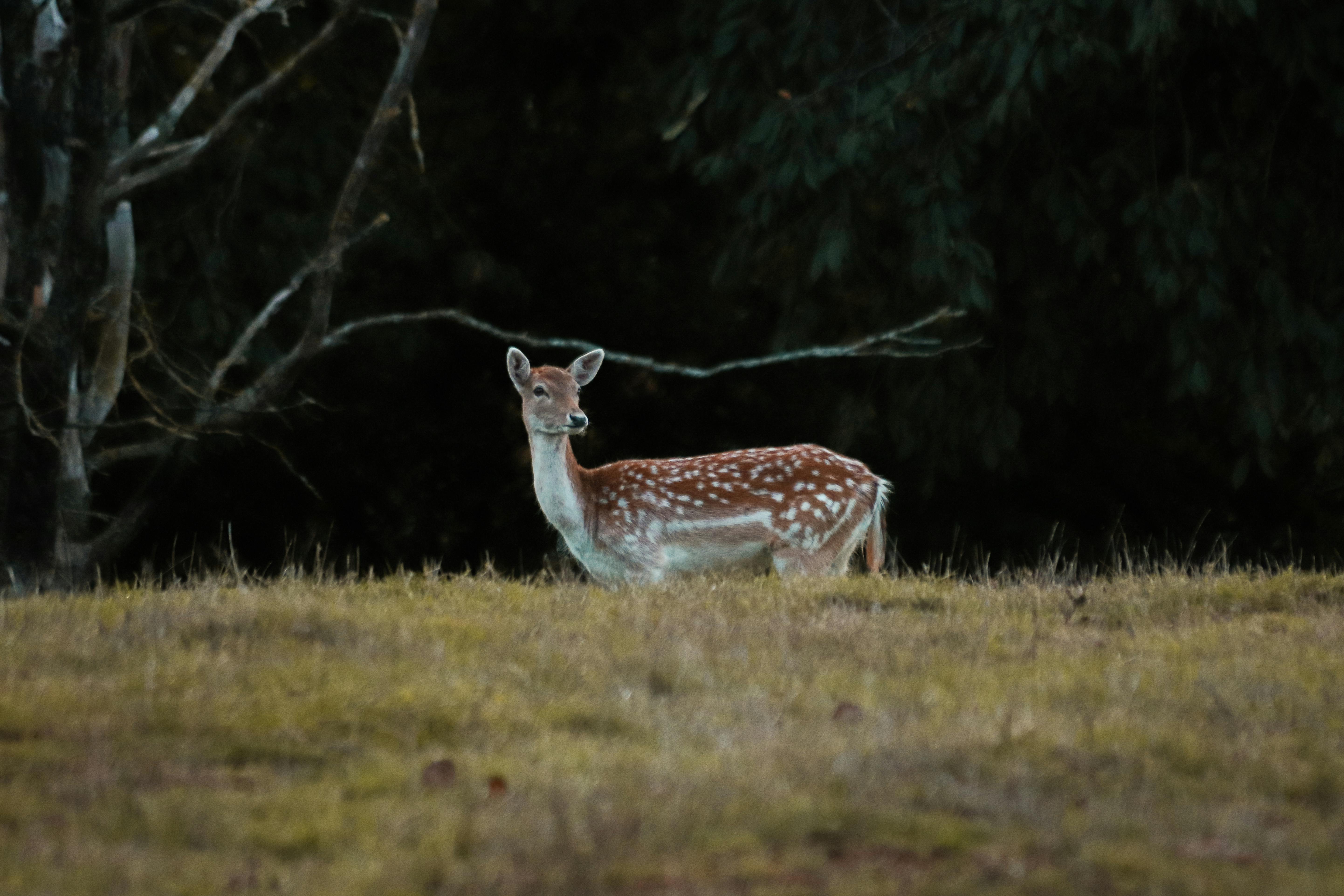 grátis Foto profissional grátis de amável, animais selvagens, animal Foto profissional