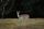 forest animal