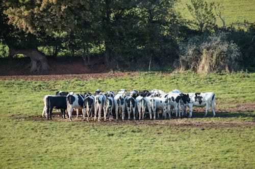 Gratis stockfoto met boerderijdier, cattles, grasveld
