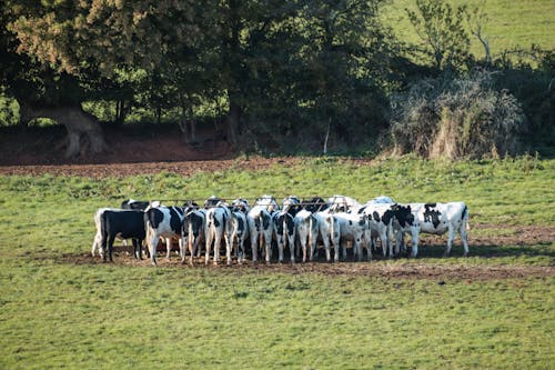 Foto d'estoc gratuïta de agricultura, animal de granja, bestiars