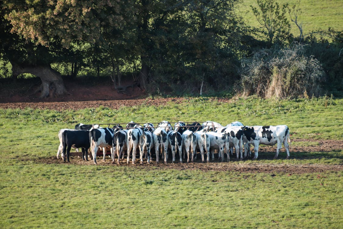 Herd of White and Cows on Green Grass Field