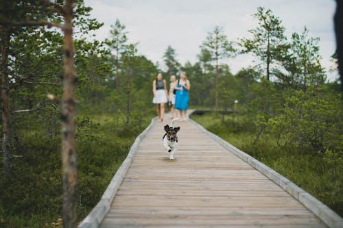 Cachorro Correndo Em Um Cais De Madeira Seguido Por Três Mulheres Perto De árvores