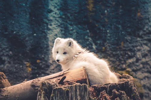 Free stock photo of animal, arctic fox, conservation