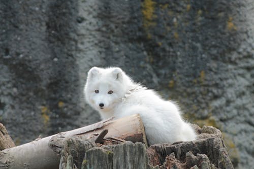 Free stock photo of animal, arctic fox, conservation Stock Photo