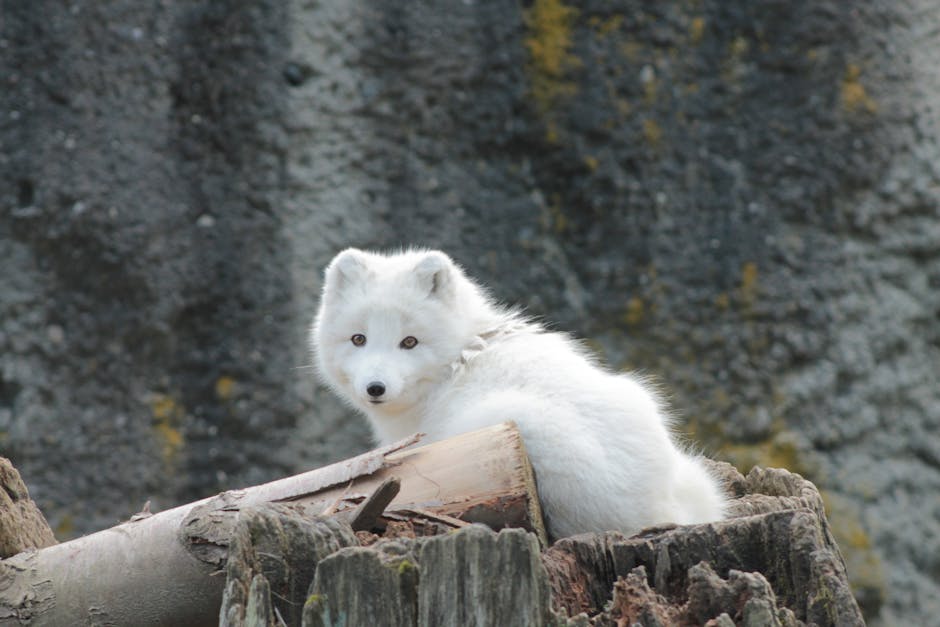 Free Stock Photo Of Animal Arctic Fox Conservation