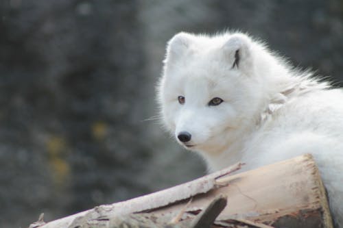 Free stock photo of animal, arctic fox, conservation