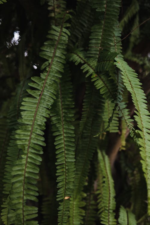 シダ, フローラ, 低木の無料の写真素材