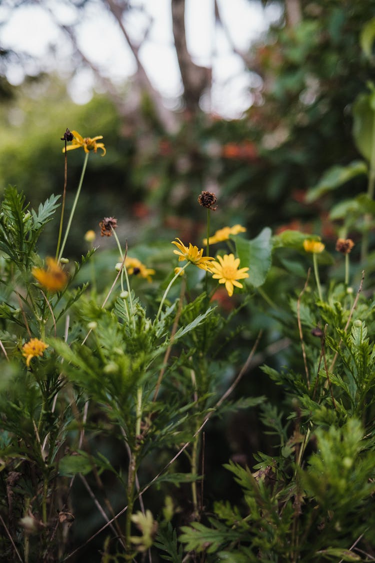 Bees Pollinating On Flowers In The Garden