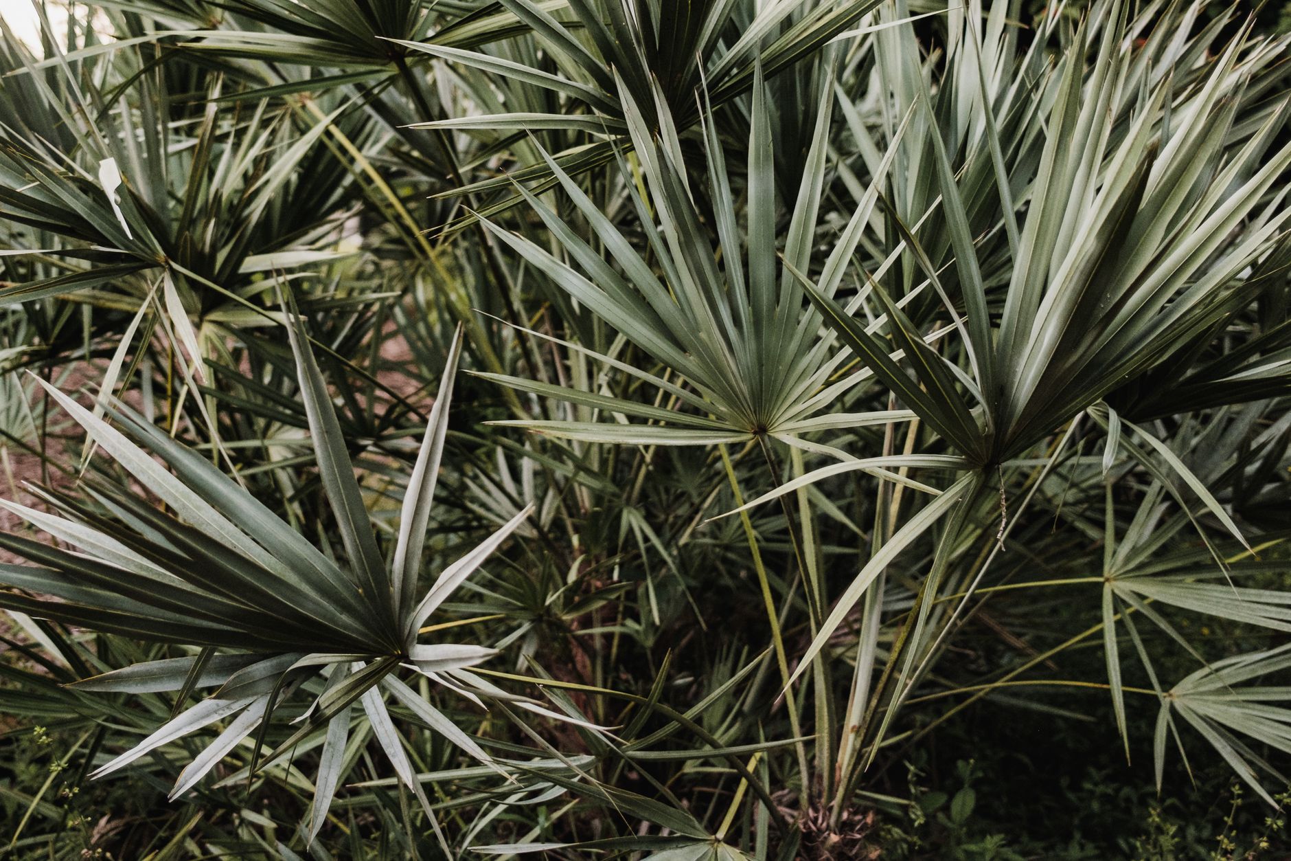 saw palmetto berries