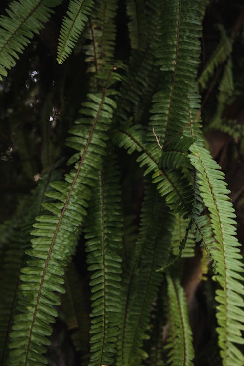 Green Fern Plant in Close-up Photography