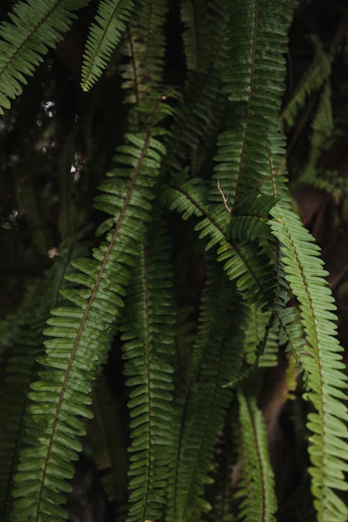 Foto profissional grátis de botânico, fechar-se, folhas verdes