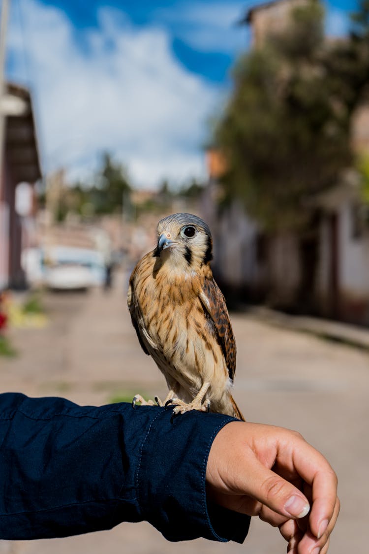 Man Holding A Sparrow Hawk On Arm 