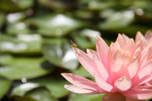 Foto profissional grátis de flor, inseto, lago