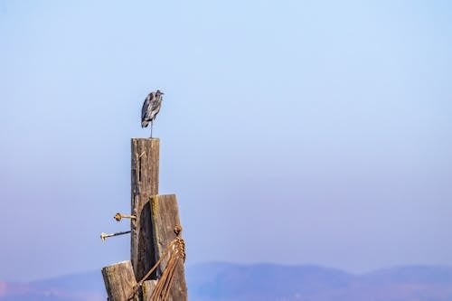 Close-up of a Heron Sitting on a Pole 