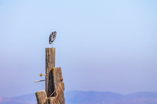 balıkçıl, direk, doğa içeren Ücretsiz stok fotoğraf