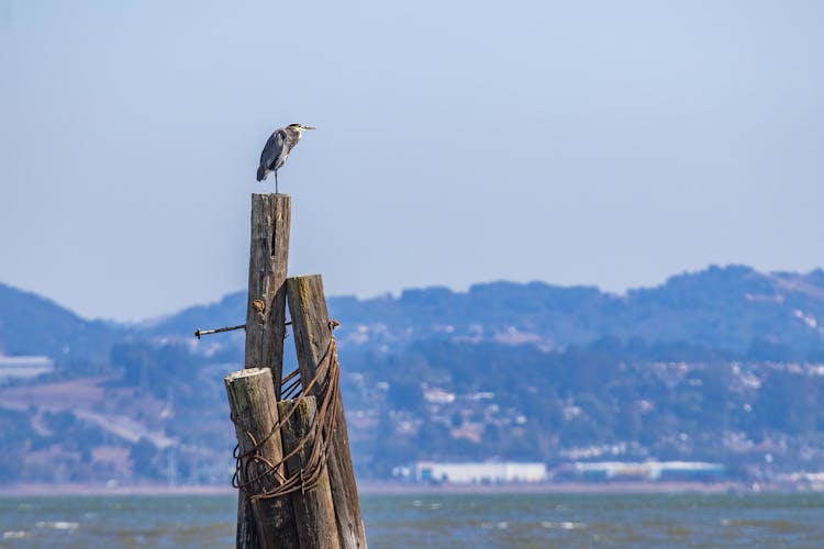 Bird Perched On A Wooden Post