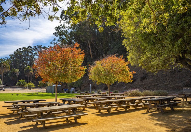 Wooden Picnic Tables On Picnic Park