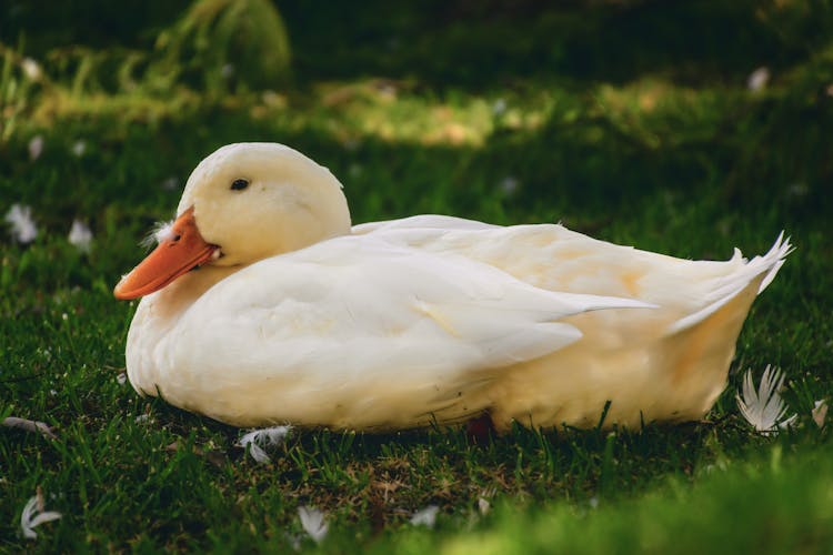 White Duck Resting On Grass