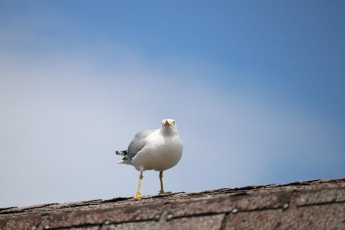 Seagull on a roof