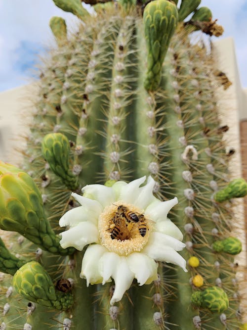 Bees Perched on White Cactus Flower