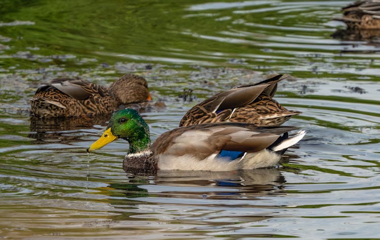 A Mallard Duck On Water