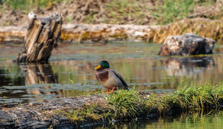 Duck Sitting On Land Near Lake