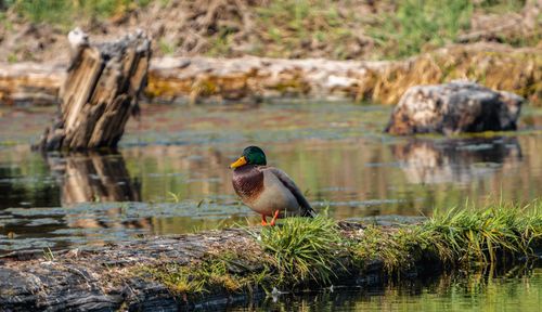 Free A vibrant mallard duck is perched on a grassy log by a peaceful lake, showcasing its natural beauty. Stock Photo