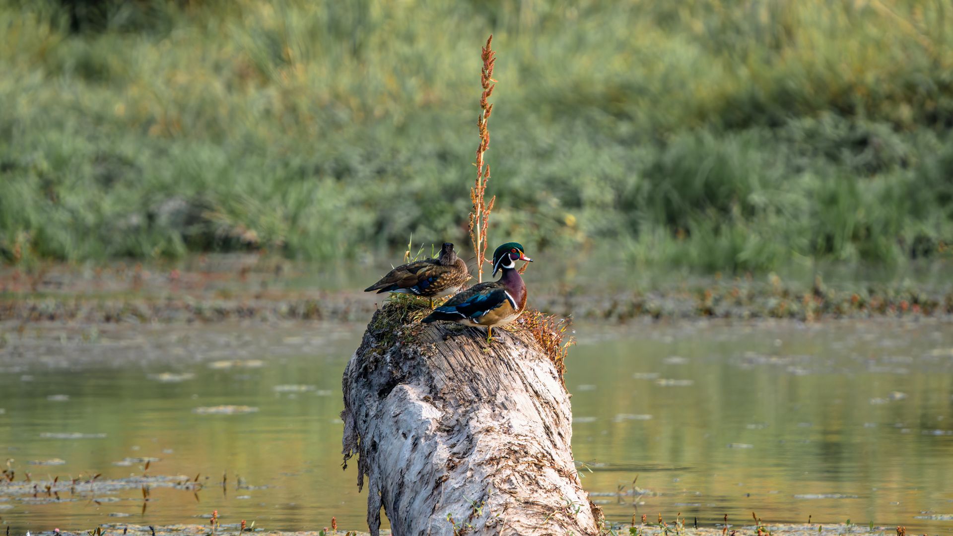 A serene scene of two wood ducks resting on a log in a tranquil swamp setting.