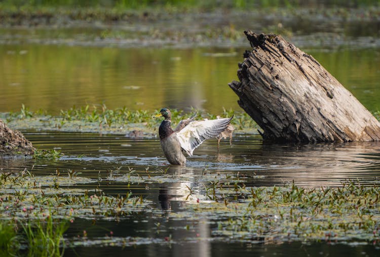 Duck Walking In Lake Water