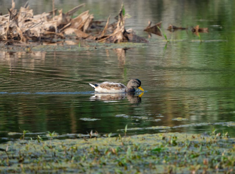 Duck Swimming In Lake