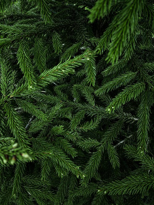 Needles of a Green Pine Tree