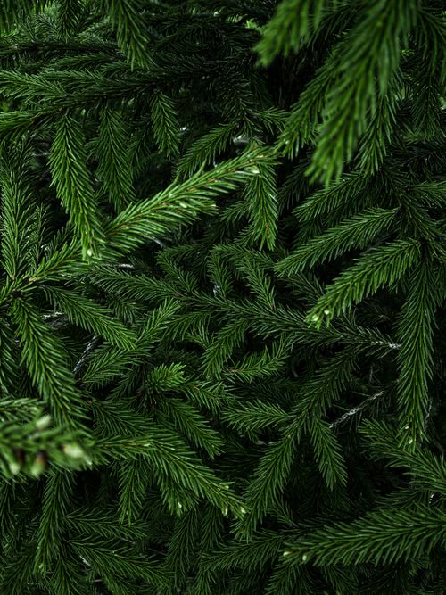 Free Detailed close-up of lush green needle leaves from an evergreen tree, capturing nature's texture. Stock Photo