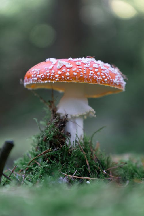 Close-up of a Toadstool