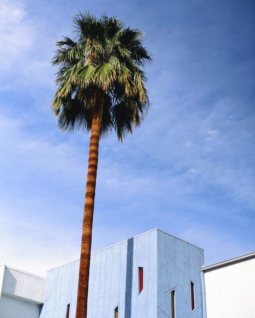 A striking palm tree stands tall against modern architecture in Palm Springs.