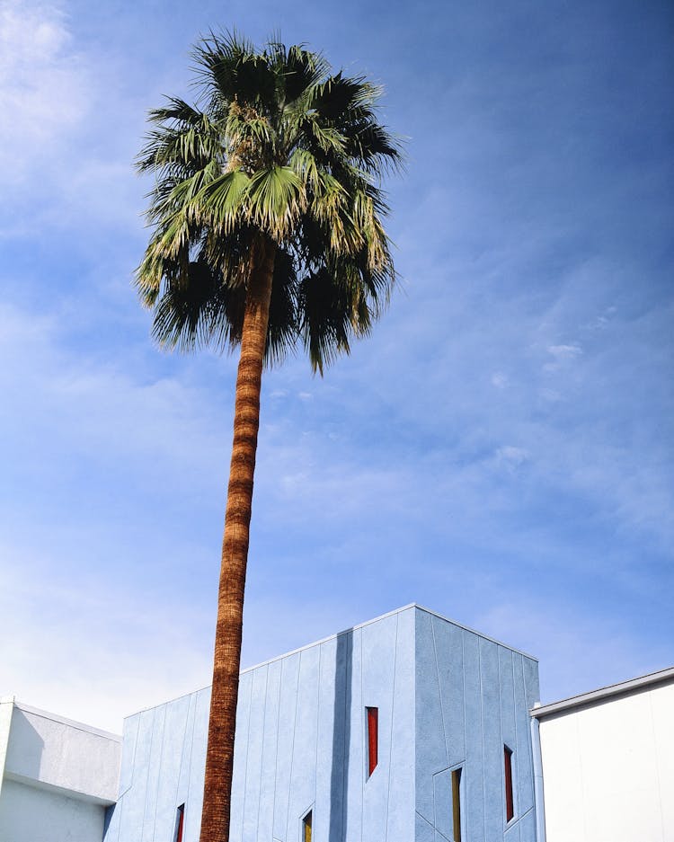 Palm Tree Against Blue Sky Background