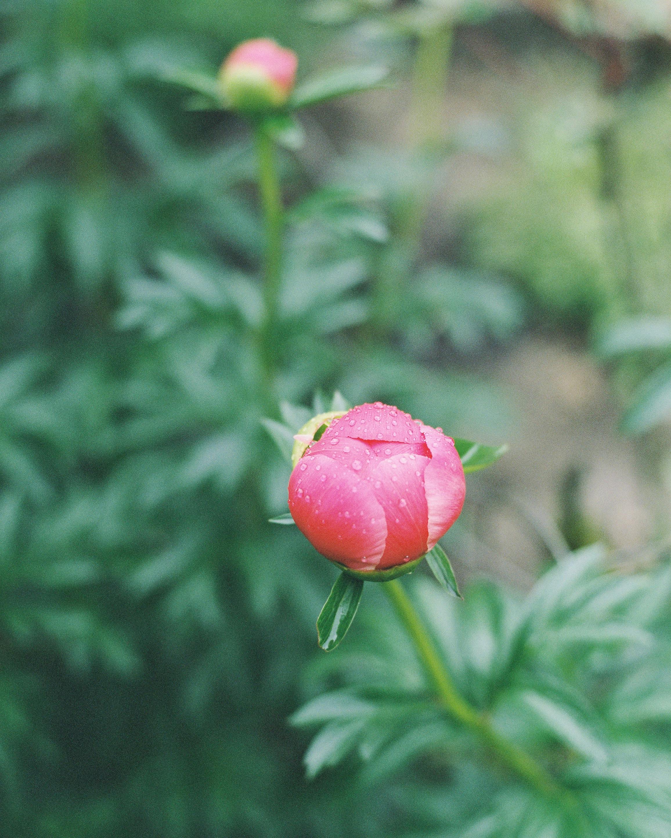 Close-up of a pink peony bud with dewdrops in a Portland garden.