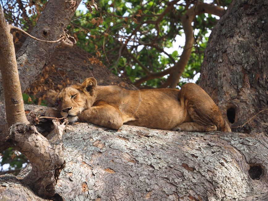 Kibale Forest, Uganda - travel photo