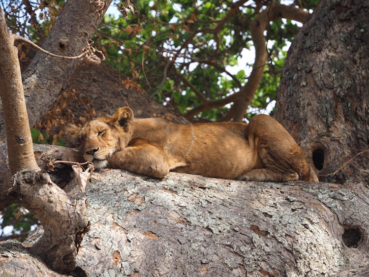 A Lion Lying On A Tree Trunk