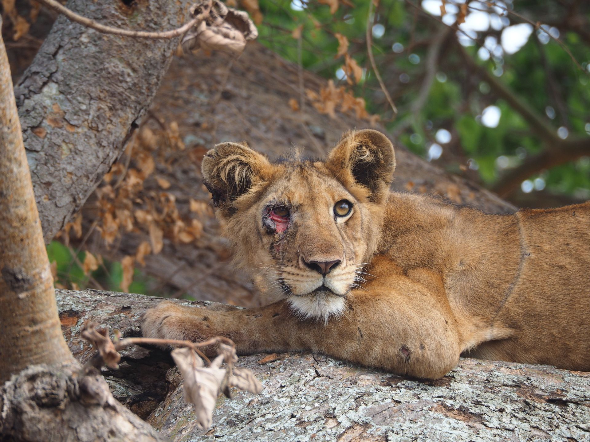 A Wounded Cub Lying on Tree Trunk while Looking Afar