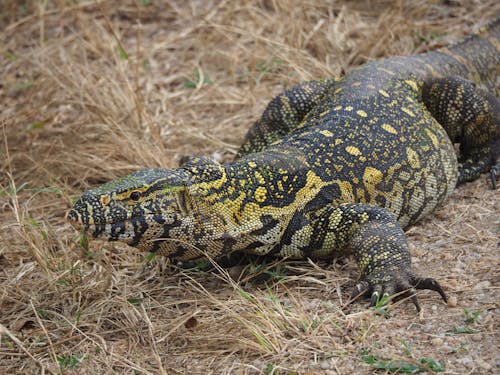 Nile Monitor Among Dry Grass