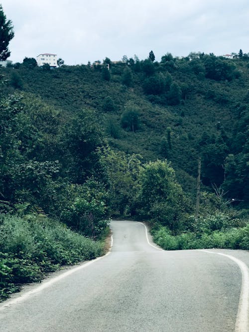 An Empty Asphalt Road Between Green Trees