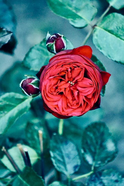 Fotobanka s bezplatnými fotkami na tému červený kvet, flóra, kvetinová fotografia