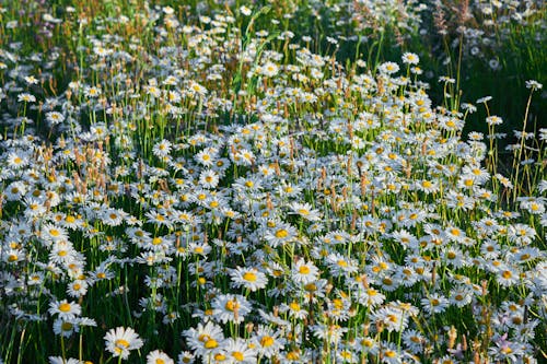 乾草地, 植物群, 白色的花朵 的 免费素材图片