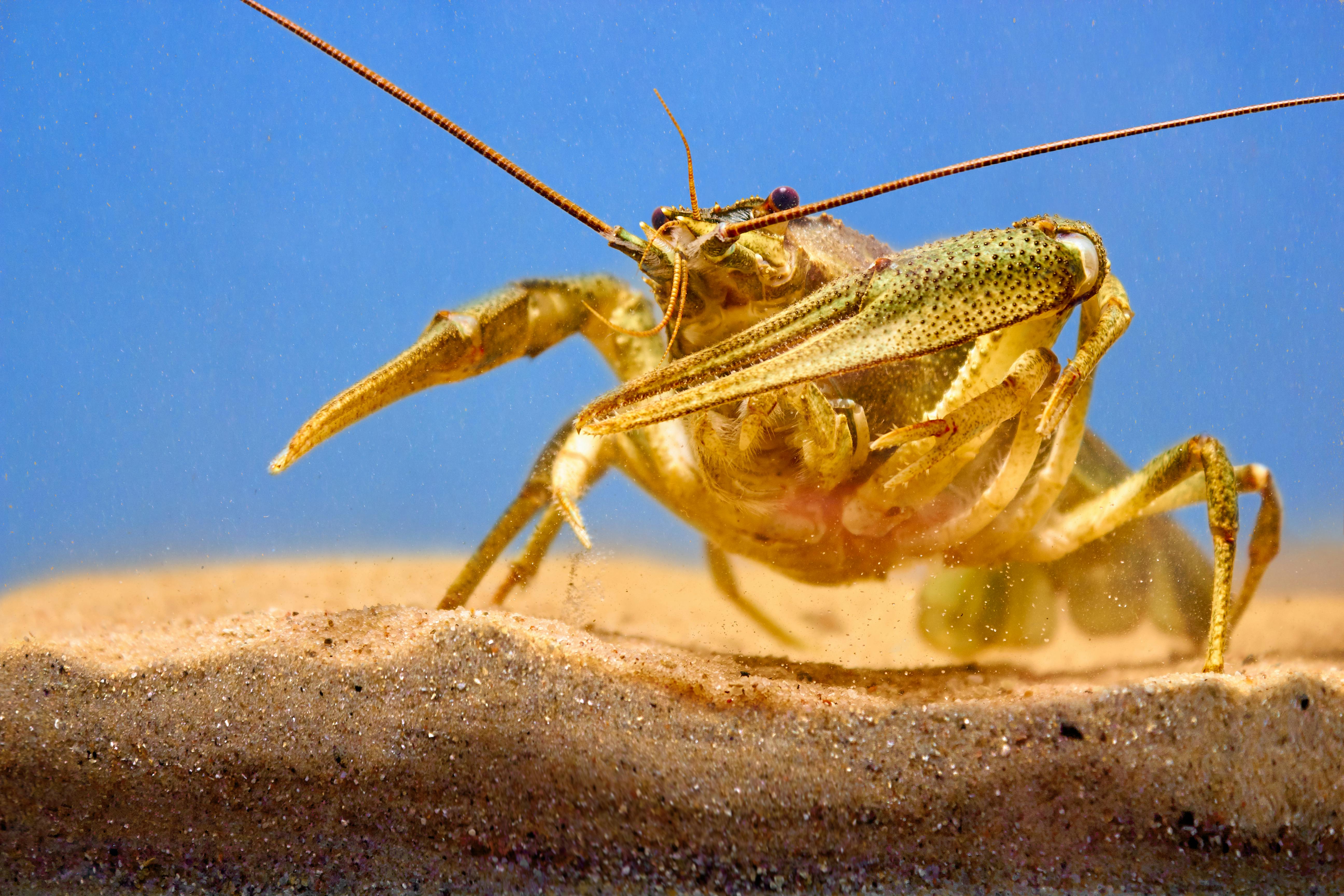 Tonia crayfish Mart