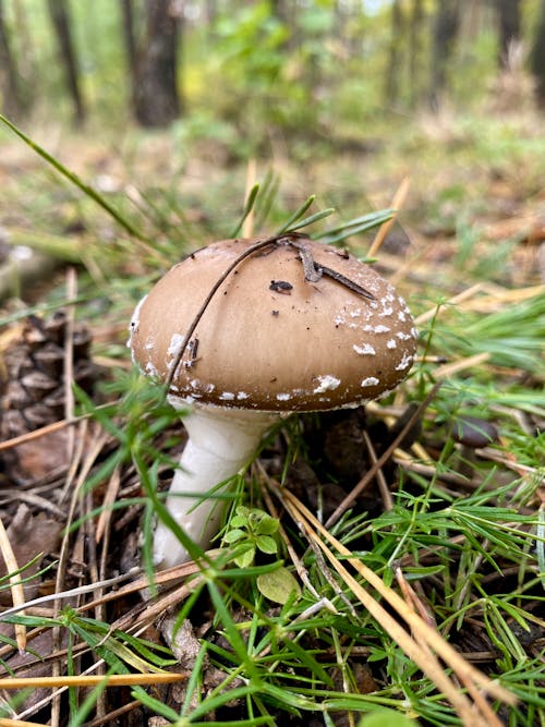 Brown  Mushroom on Grassy Ground