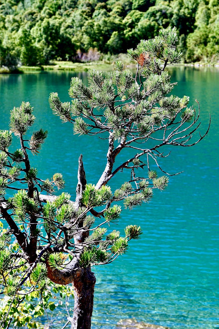 Pine Tree Growing Near Lake In Nature