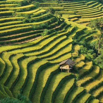 A picturesque scene of vibrant green rice terraces with a wooden hut, captured from above.