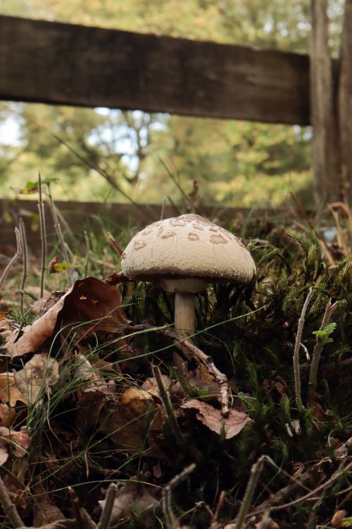 Free A detailed close-up of a mushroom with forest floor details in an autumn setting. Stock Photo