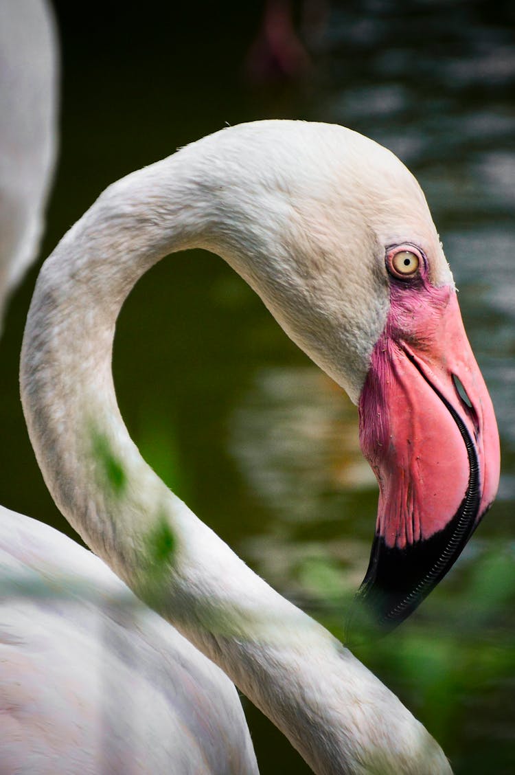 Greater Flamingo In Close-up Photography