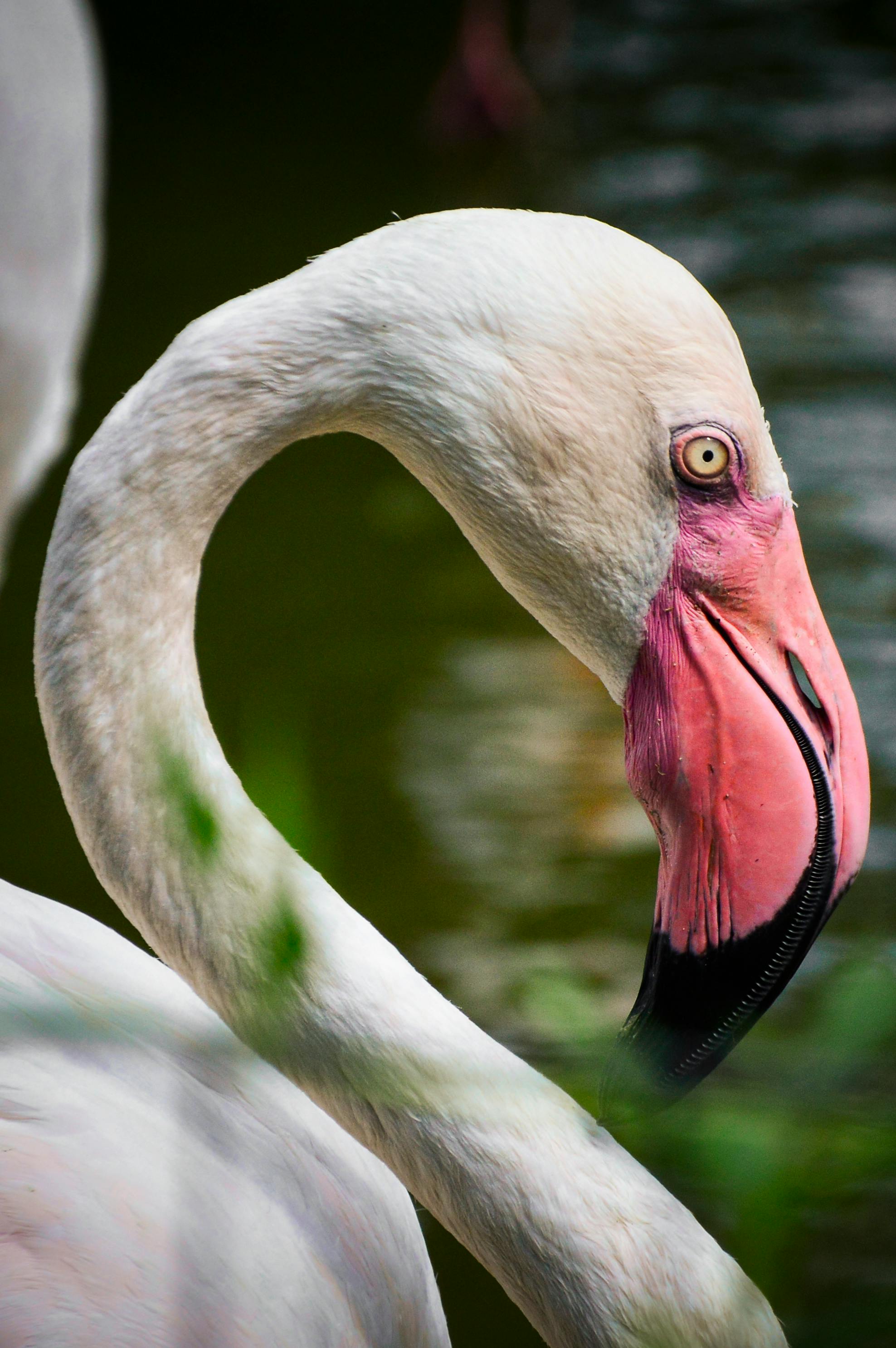 greater flamingo